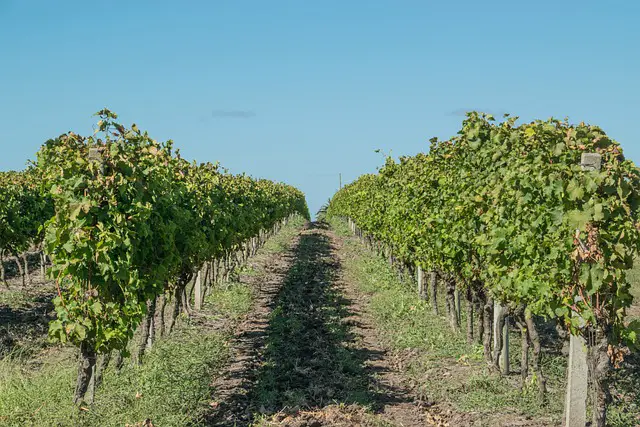 pridelava grozdja za vino